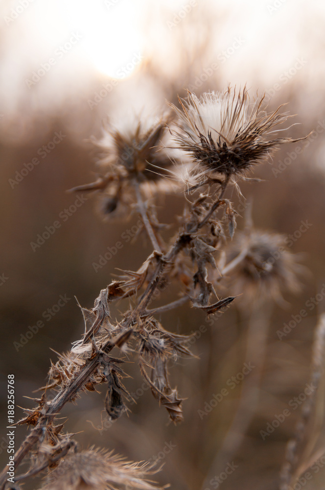 dry flower thistle in sunset sun in autumn on field in nature