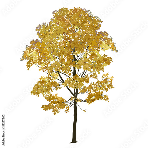 Big maple with yellow leaves in the fall