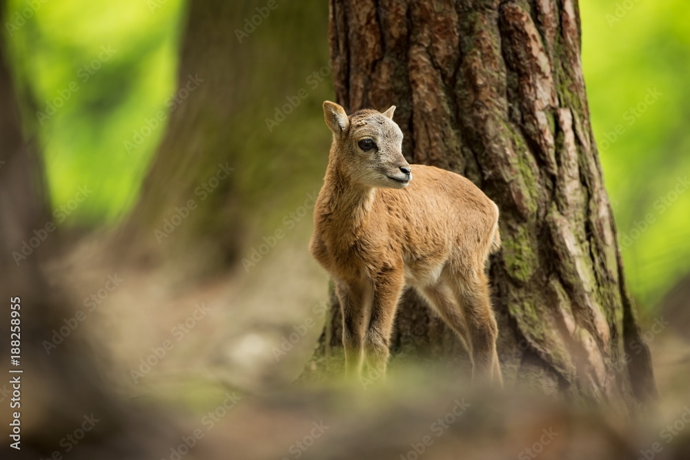 Ovis musimon. Photographed in the Czech Republic. Beautiful nature of the Czech Republic. Beautiful picture. Spring nature. Expanded throughout Europe. From animal life. Europe. Czech Republic. Nature
