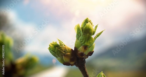 Knospe wächst Zeitraffer vor Alpen Hintergrund