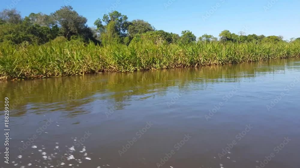 Boat sails near the shore. Vegetation of the Pantanal Biome. Mato Grosso do Sul state, Central-Western - Brazil. Boat sails near the shore. Vegetation of the Pantanal Biome. Mato Grosso do Sul state, Central-Western - Brazil.