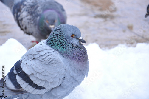 Pigeon in park on snow. Frozen pigeons in winter time