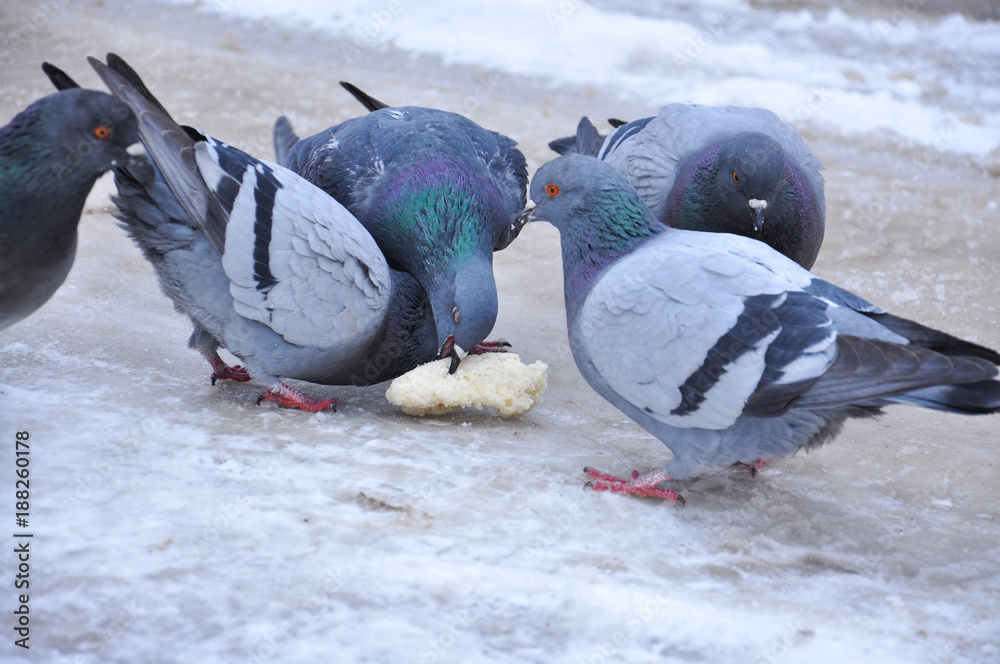 Fototapeta premium Pigeon eating bread on snow. Feeding of pigeons in winter time