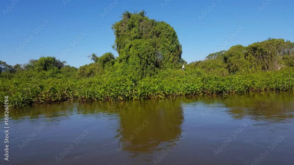 Boat sails in river near the shore, notes Cocoi Heron (Ardea cocoi). Image in the Pantanal Biome. Mato Grosso do Sul state, Central-Western - Brazil. Boat sails in river near the shore, notes Cocoi Heron (Ardea cocoi). Image in the Pantanal Biome. Mato Grosso do Sul state, Central-Western - Brazil.