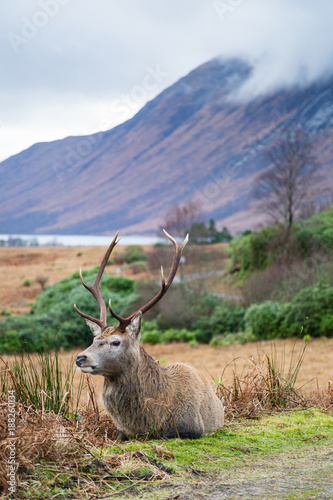 deer in the valley of glen etive in the highlands of scotland during winter