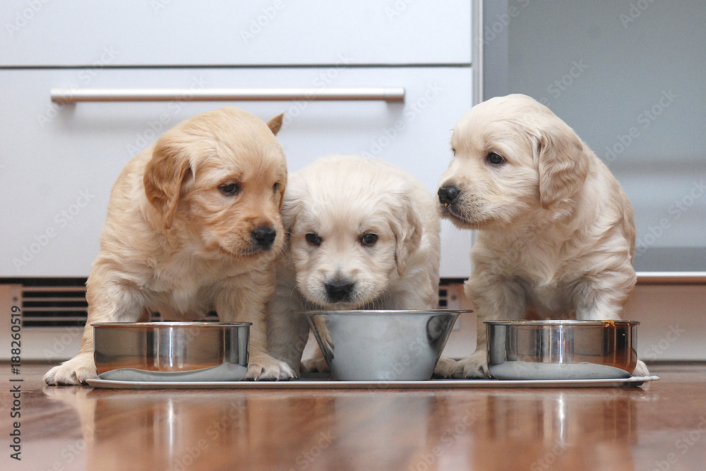 Puppies eating food in the kitchen like little gourmets. - obrazy, fototapety, plakaty 
