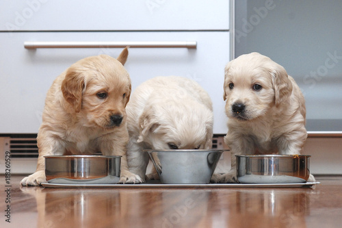 Puppies eating food in the kitchen like little gourmets.