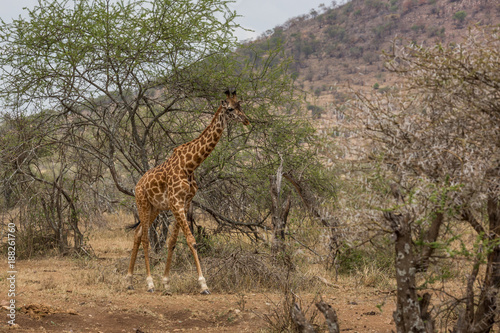 Wilde Giraffe in der Serengeti