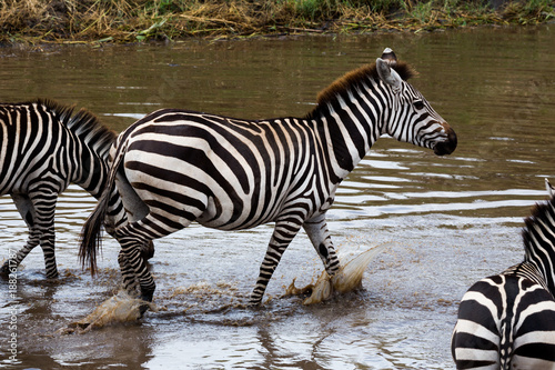 Wildes Zebra bei einer Flussquerung