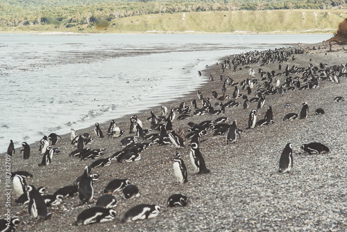 Magellanic penguins in Patagonia, Argentina © jon11