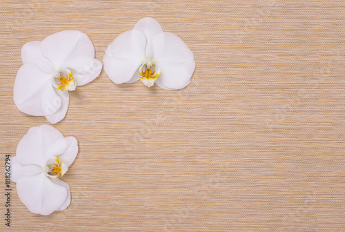 orchid flowers on beige texture background for spa design
