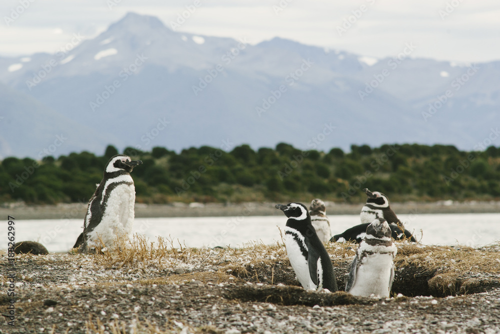 Naklejka premium Magellanic penguins in Patagonia, Argentina