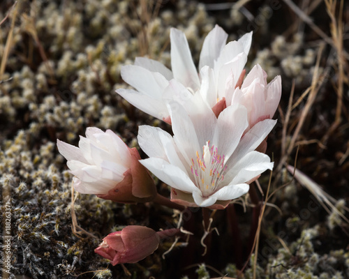 Bitterroot Herb Flowers photo