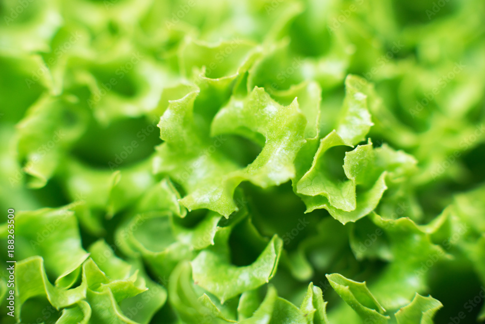leaf of green salad leaf of green salad