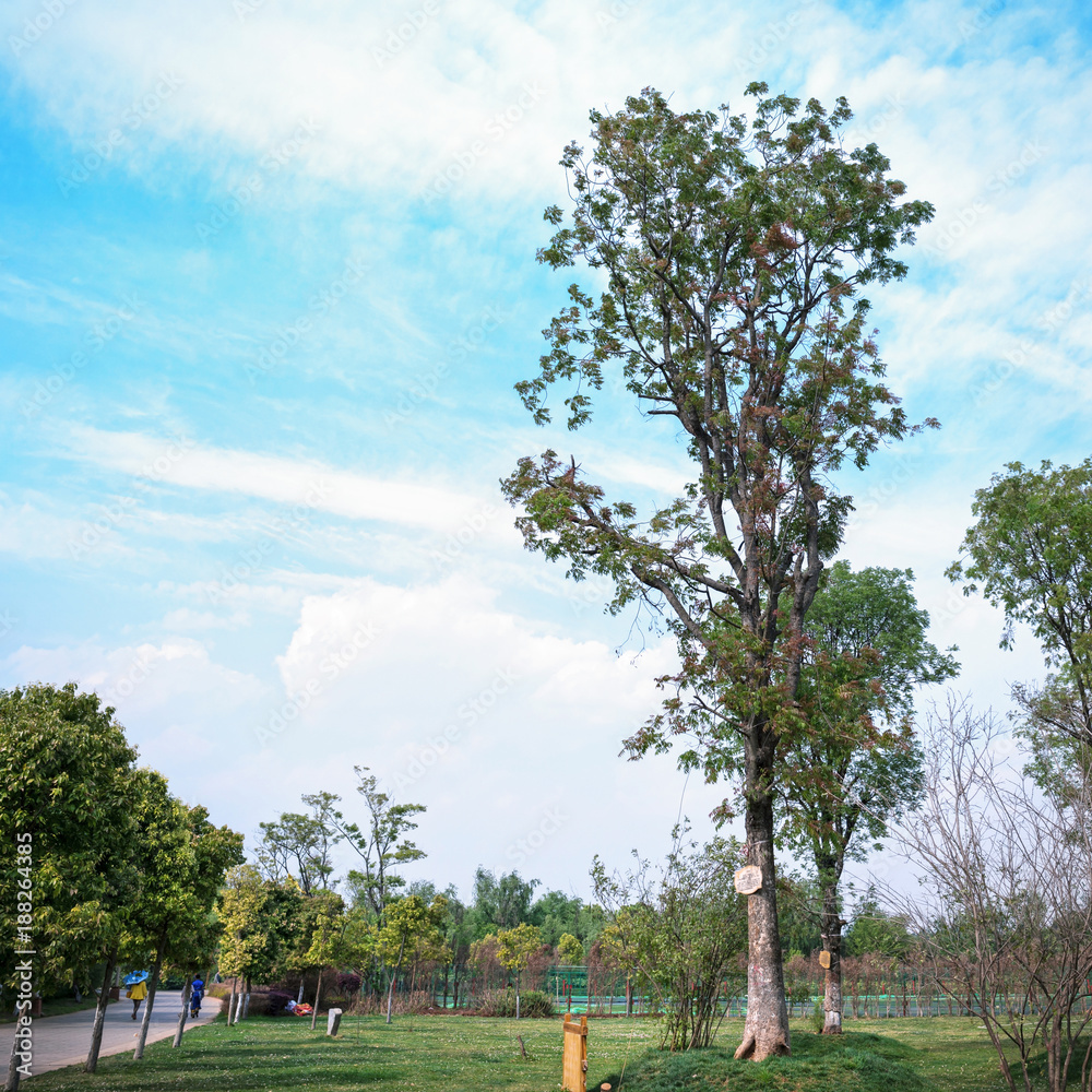 Obraz premium Park in early spring
