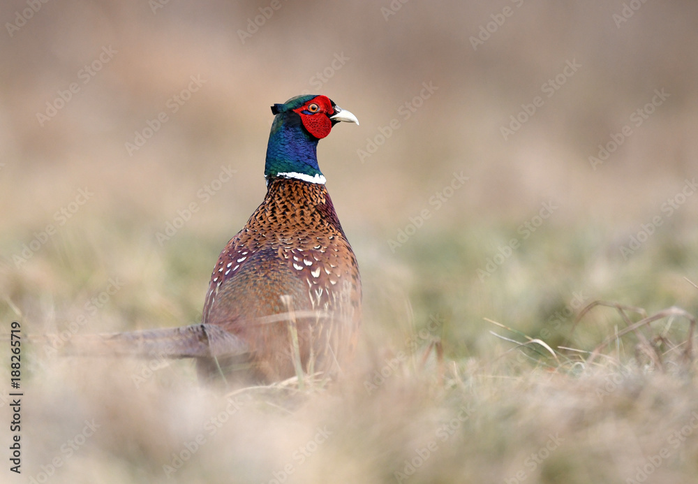 Fototapeta premium Ringneck Pheasant (Phasianus colchicus)