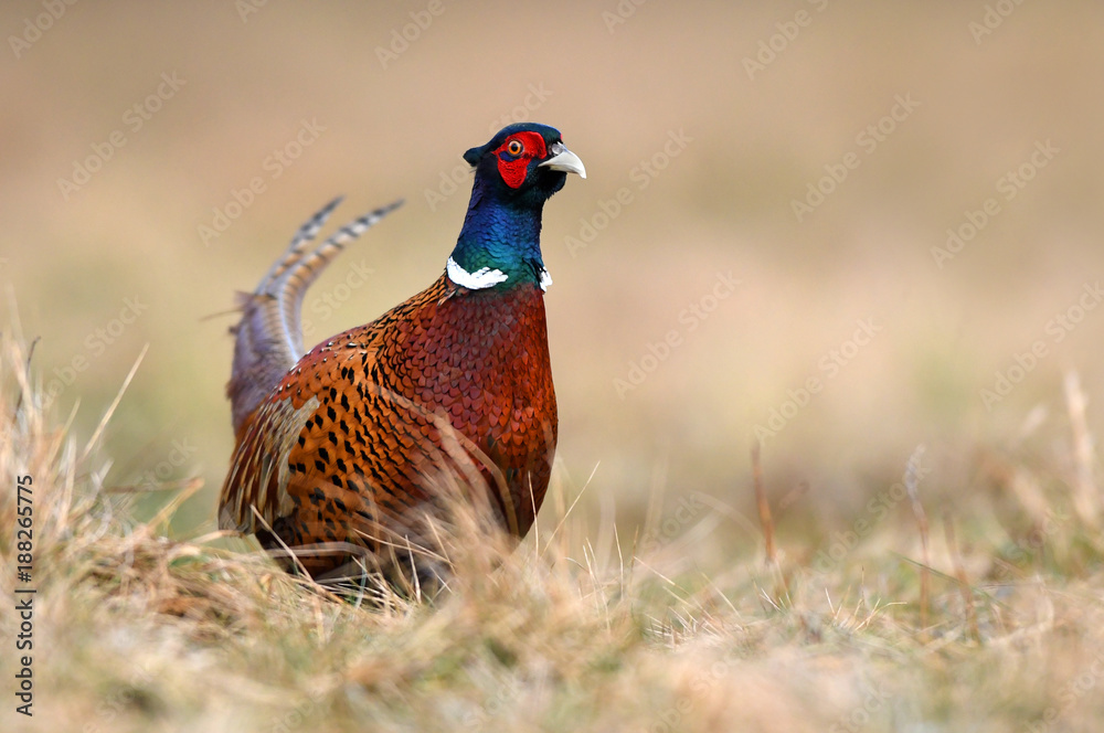Fototapeta premium Ringneck Pheasant (Phasianus colchicus)