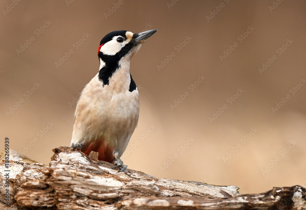 Fototapeta premium Great Spotted Woodpecker (Dendrocopos major)