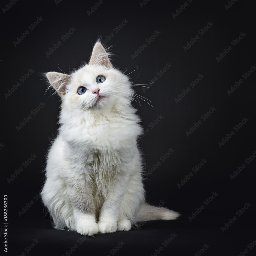 Blue eyed ragdoll cat / kitten sitting isolated on black background looking very sweet 
