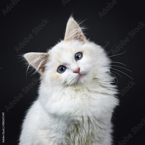 Cuadro en lienzo Portrait of blue eyed ragdoll cat / kitten sitting isolated on black background