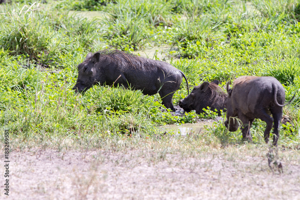 The common warthog (Phacochoerus africanus), wild member of the pig family (Suidae) found in grassland, savanna, and woodland in Tarangire National Park, Tanzania The common warthog (Phacochoerus africanus), wild member of the pig family (Suidae) found in grassland, savanna, and woodland in Tarangire National Park, Tanzania