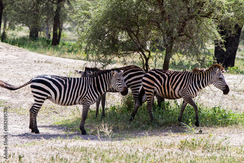 Zebra species of African equids  horse family  united by their distinctive black and white striped coats in different patterns  unique to each individual in Tarangire National Park  Tanzania