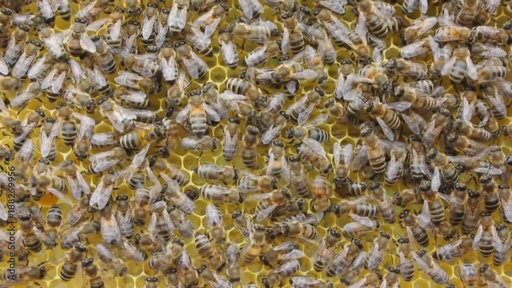 Some bees build honeycombs, others transform nectar into honey. Some bees build honeycombs, others transform nectar into honey.