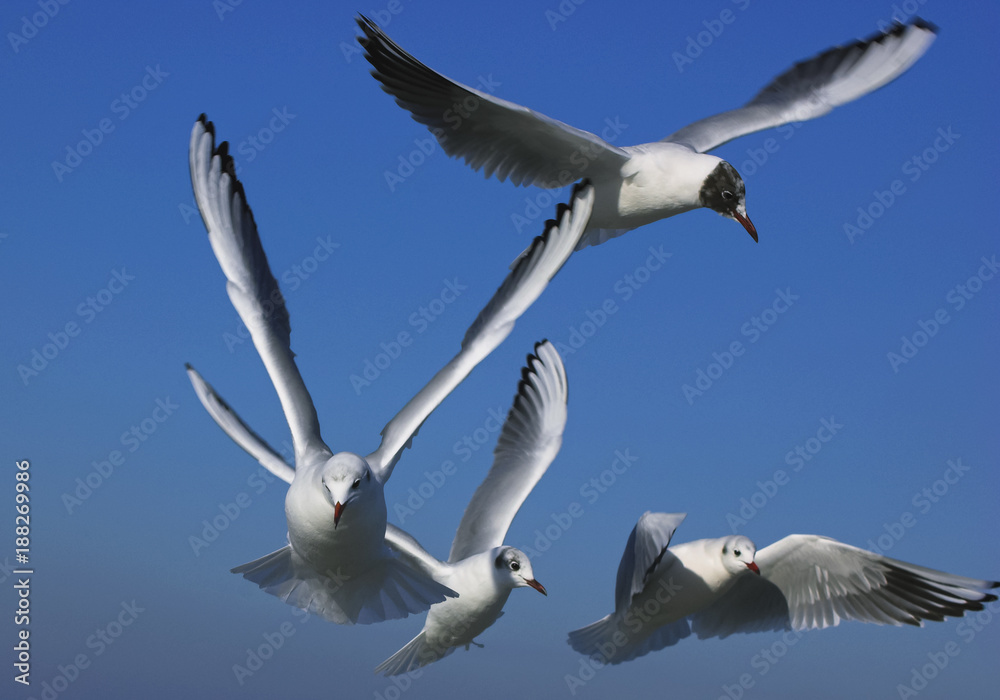 SEAGULLS - Flock of sea birds against the sky SEAGULLS - Flock of sea birds against the sky