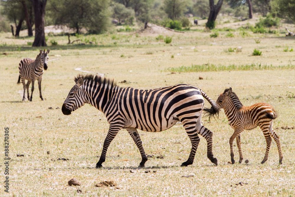 Zebra species of African equids (horse family) united by their distinctive black and white striped coats in different patterns, unique to each individual in Tarangire National Park, Tanzania Zebra species of African equids (horse family) united by their distinctive black and white striped coats in different patterns, unique to each individual in Tarangire National Park, Tanzania