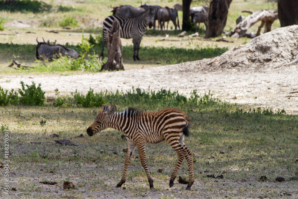 Obraz premium Zebra species of African equids (horse family) united by their distinctive black and white striped coats in different patterns, unique to each individual in Tarangire National Park, Tanzania