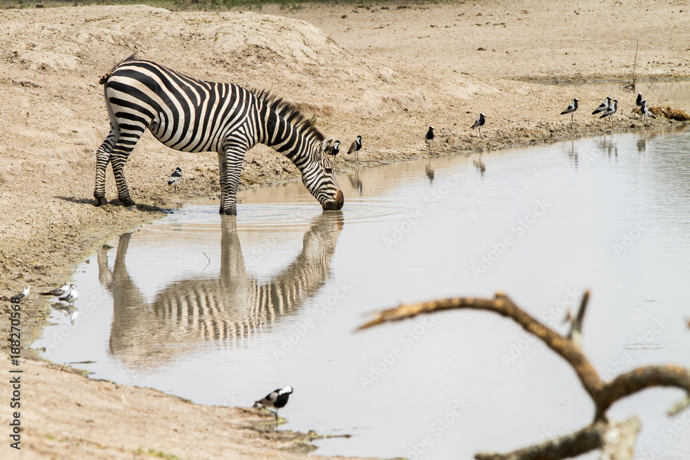 Fototapeta premium Zebra species of African equids (horse family) united by their distinctive black and white striped coats in different patterns, unique to each individual in Tarangire National Park, Tanzania