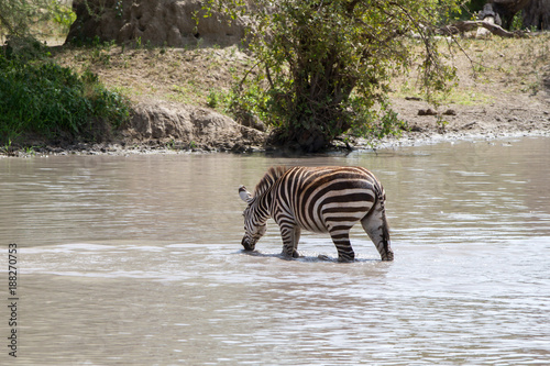 Zebra species of African equids  horse family  united by their distinctive black and white striped coats in different patterns  unique to each individual in Tarangire National Park  Tanzania