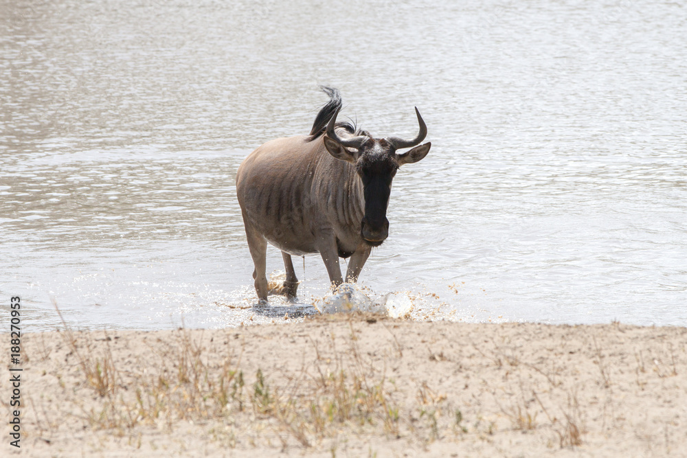 Blue wildebeest (Connochaetes taurinus), common wildebeest, white-bearded wildebeest or brindled gnu large antelope in the Tarangire National Park, Tanzania Blue wildebeest (Connochaetes taurinus), common wildebeest, white-bearded wildebeest or brindled gnu large antelope in the Tarangire National Park, Tanzania