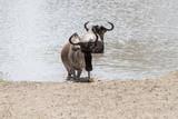 Blue wildebeest (Connochaetes taurinus), common wildebeest, white-bearded wildebeest or brindled gnu large antelope in the Tarangire National Park, Tanzania