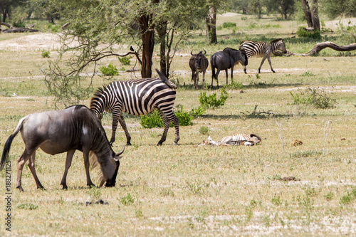 Fototapeta Naklejka Na Ścianę i Meble -  Zebra species of African equids (horse family) united by their distinctive black and white striped coats in different patterns, unique to each individual in Tarangire National Park, Tanzania