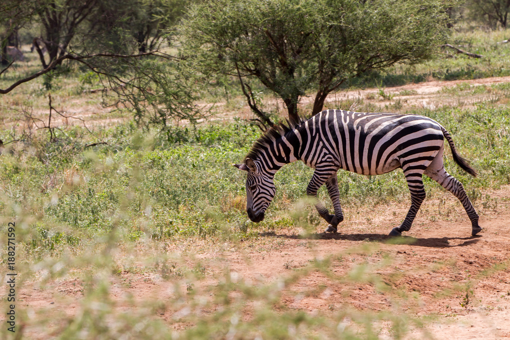 Fototapeta premium Zebra species of African equids (horse family) united by their distinctive black and white striped coats in different patterns, unique to each individual in Tarangire National Park, Tanzania