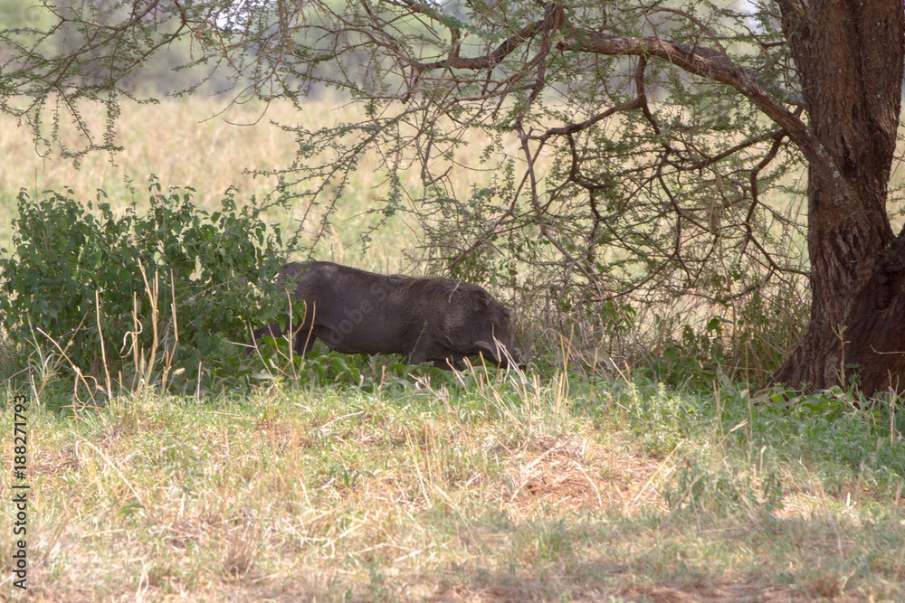 The common warthog (Phacochoerus africanus), wild member of the pig family (Suidae) found in grassland, savanna, and woodland in Tarangire National Park, Tanzania The common warthog (Phacochoerus africanus), wild member of the pig family (Suidae) found in grassland, savanna, and woodland in Tarangire National Park, Tanzania