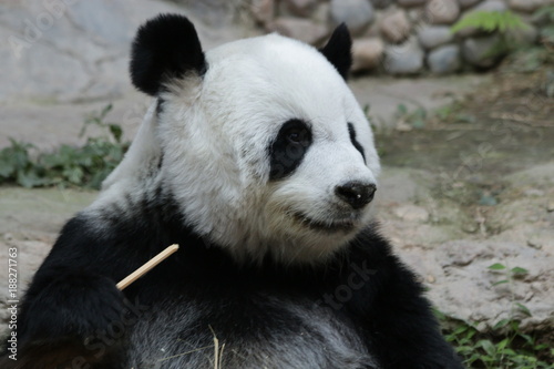 Fototapeta Naklejka Na Ścianę i Meble -  Female Giant Panda in Thailand