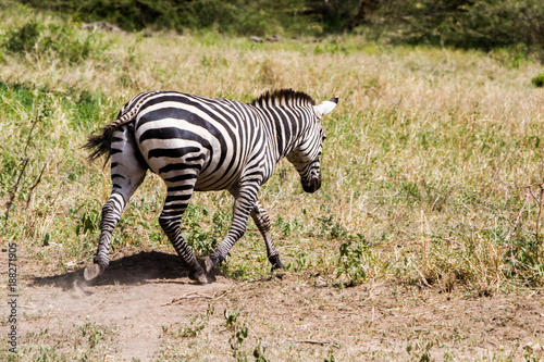 Zebra species of African equids  horse family  united by their distinctive black and white striped coats in different patterns  unique to each individual in Tarangire National Park  Tanzania