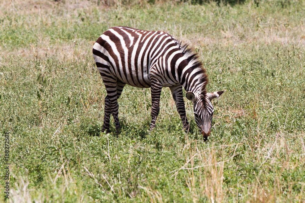 Obraz premium Zebra species of African equids (horse family) united by their distinctive black and white striped coats in different patterns, unique to each individual in Tarangire National Park, Tanzania