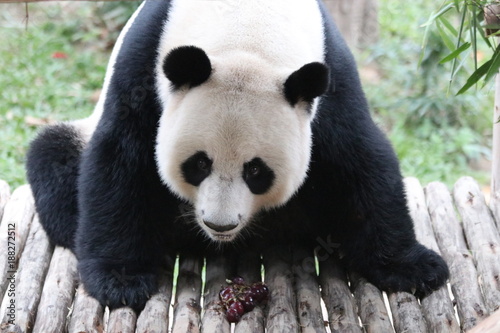 Fototapeta Naklejka Na Ścianę i Meble -  Funny Giant Panda in Thailand 
