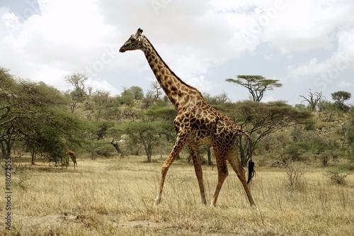 Giraffe Serengeti