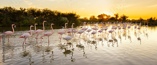Obraz na płótnie morze śródziemne flamingo francja