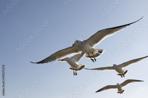 Flying seagulls in Korea west seashore