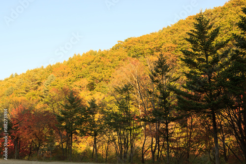 Fototapeta Naklejka Na Ścianę i Meble -  Color of the mountain in Korea October 2015.