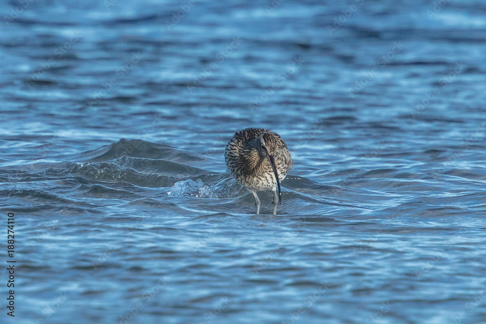 Fototapeta premium wildvogel
