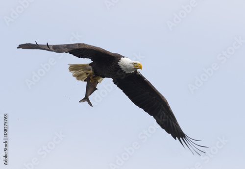 Bald Eagle Flying with Fish in Talons