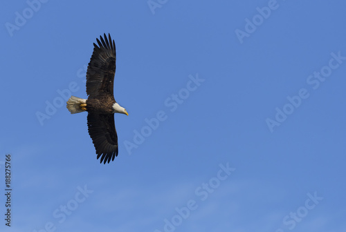 Bald Eagle with Wings Out and Soaring in Sky