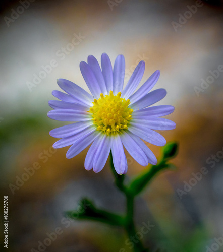 Dwarf Aster