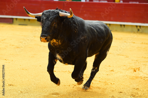 bull in spain